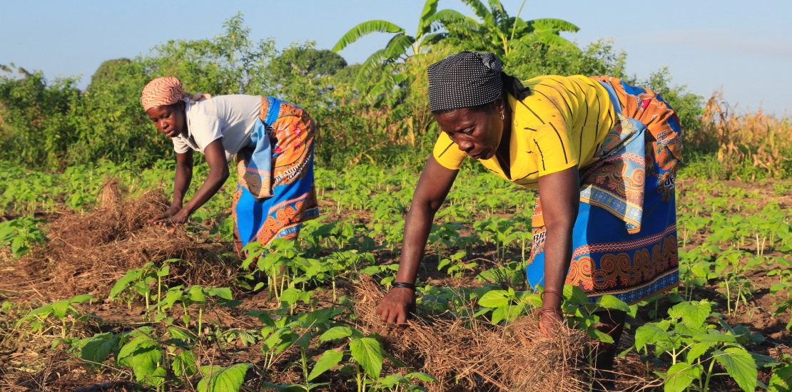 476084605_598529472939655_3002109189046445404_n Beira
Nhamatanda
Clube de Cheia
Produção de gergelim, canteiros horticolas.
Rega de viveiros de alface.
Pulverização de gergelim.