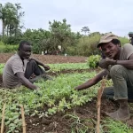 5. Setting up demonstration fields and lessons on new farming techniques and agricultural production (35)